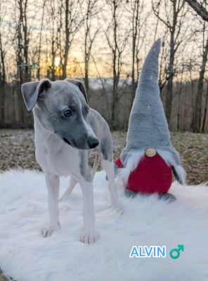 Les chiots de Whippet