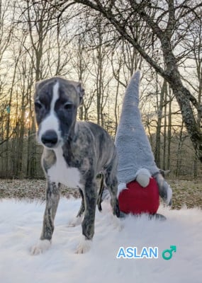 Les chiots de Whippet