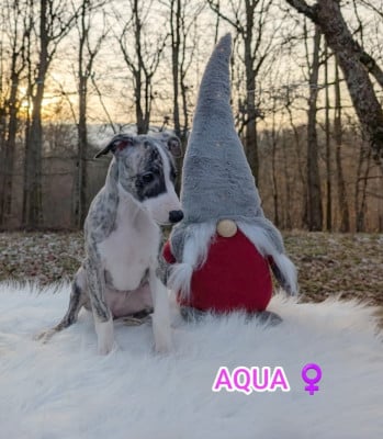 Les chiots de Whippet