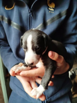 Les chiots de Whippet