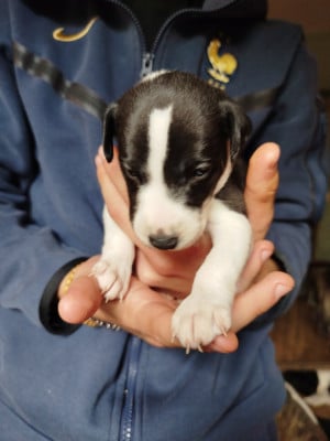 Les chiots de Whippet