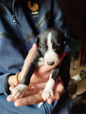 Les chiots de Whippet
