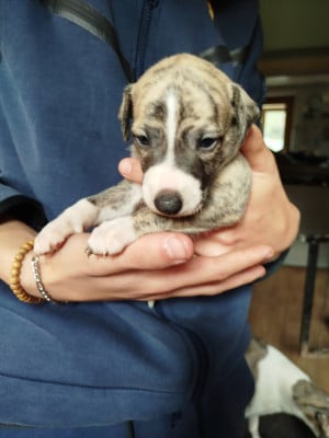 Les chiots de Whippet