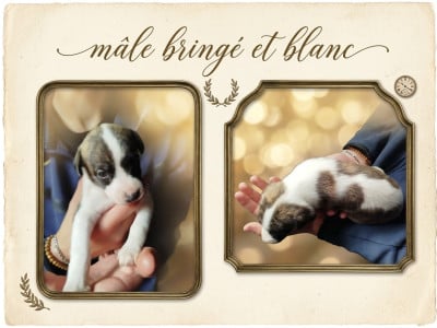 Les chiots de Whippet