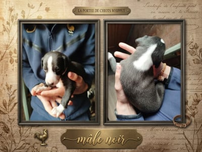 Les chiots de Whippet