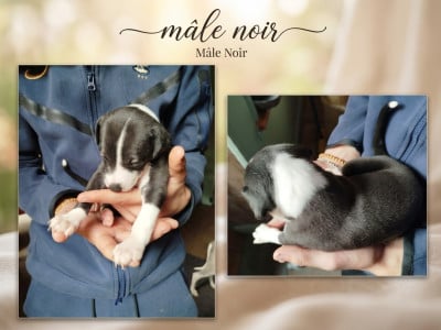 Les chiots de Whippet