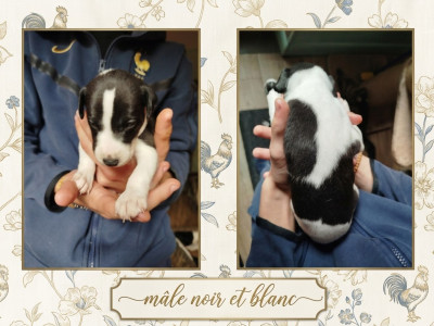 Les chiots de Whippet