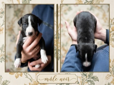 Les chiots de Whippet