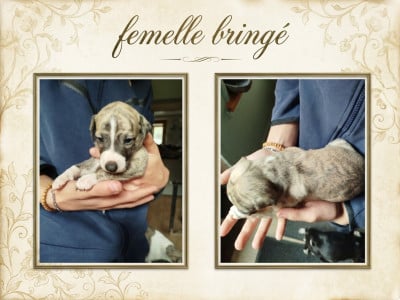 Les chiots de Whippet