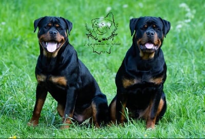 L'Empreinte De Shalo