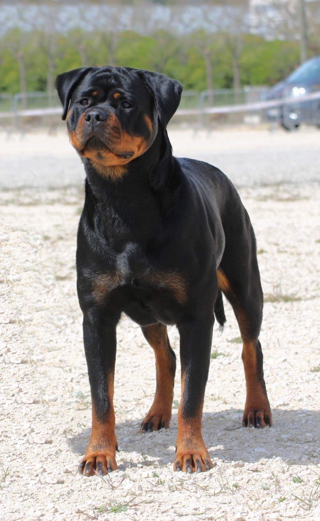 Shanel Des Feux D'Anaka - 1ère EXCELLENT ouverte femelles + CACS