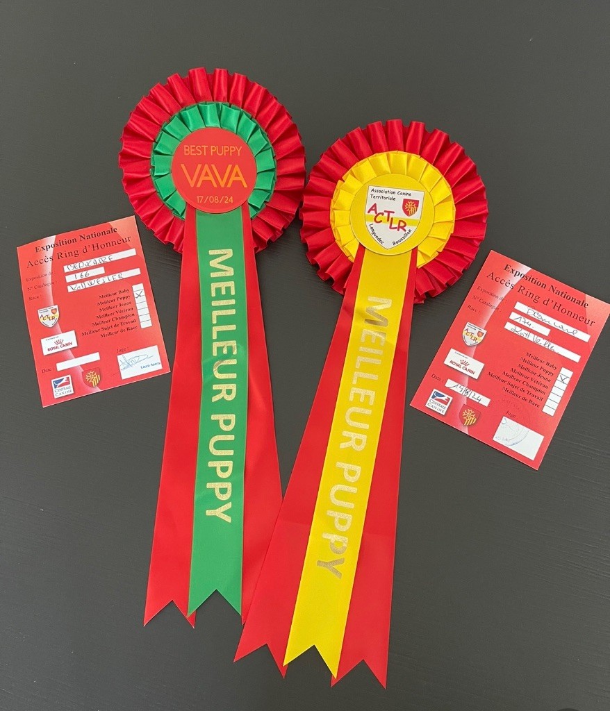 Vaiana L'Empreinte De Shalo - 1er Très prometteur + Meilleur Puppy