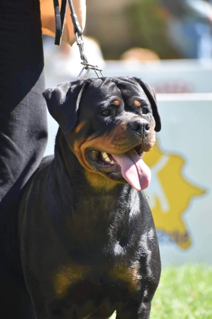 Shanel Des Feux D'Anaka - 4ème EXCELLENT jeune femelles