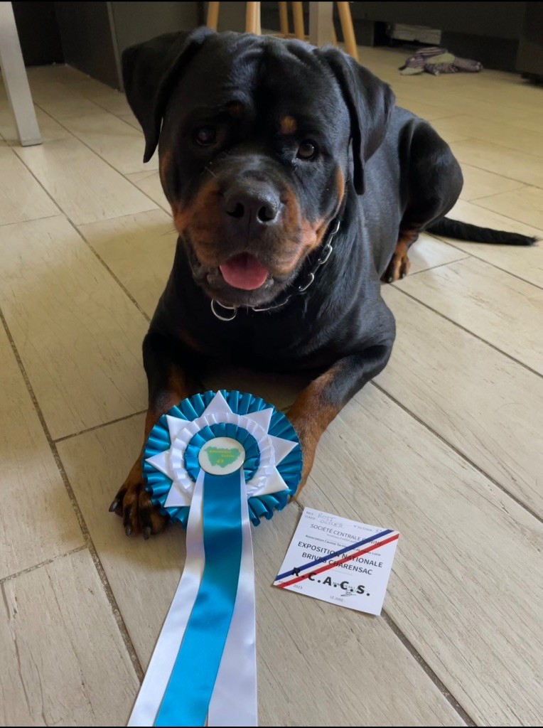 Shanel Des Feux D'Anaka - 2ème EXCELLENT + RCACS