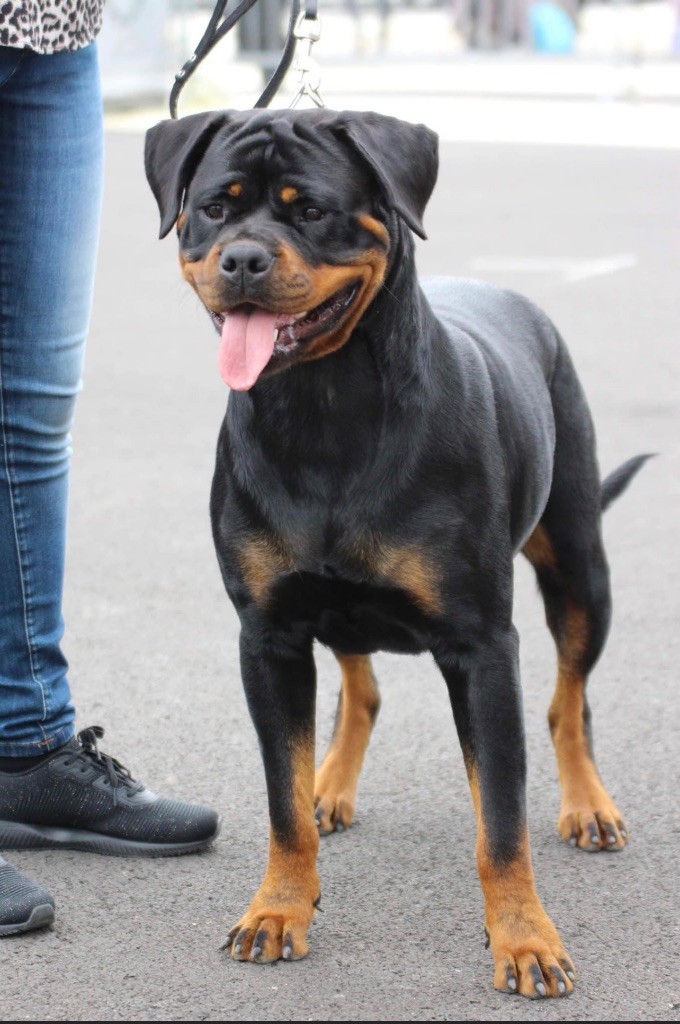 Shanel Des Feux D'Anaka - 3ème EXCELLENT jeune femelles