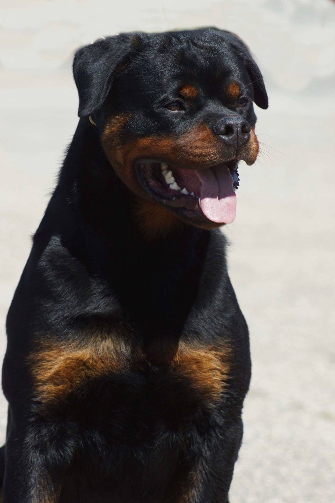 Shanel Des Feux D'Anaka - 1er EXCELLENT + CACS JEUNE + MEILLEURE JEUNE