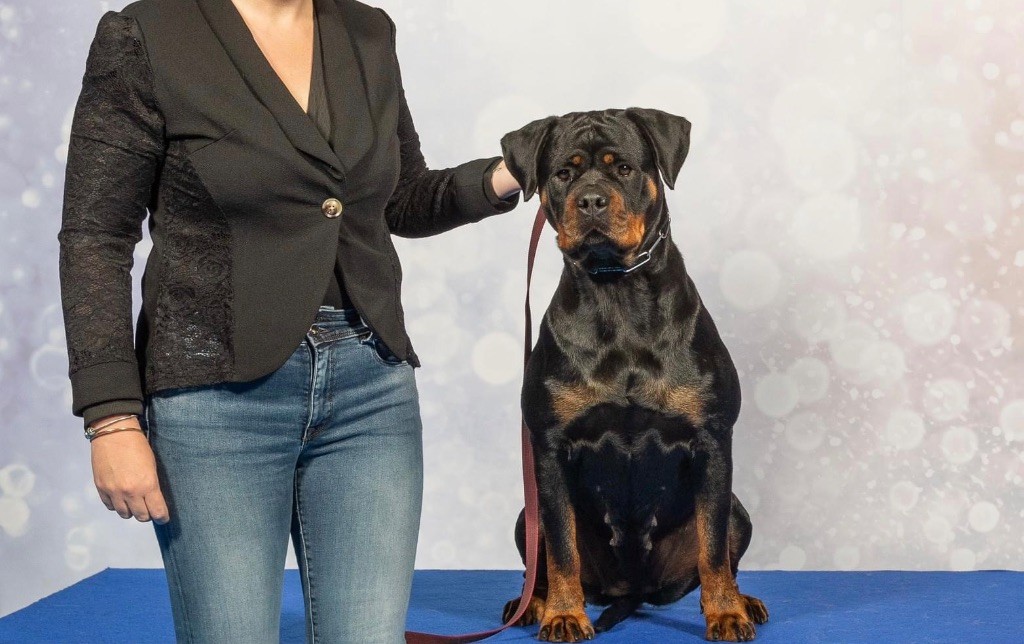 Shanel Des Feux D'Anaka - EXCELLENT