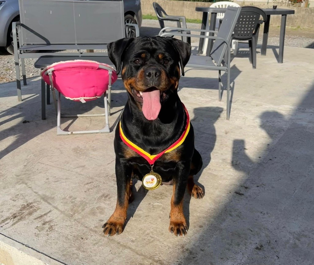 Shanel Des Feux D'Anaka - 2ème EXCELLENT jeune femelles