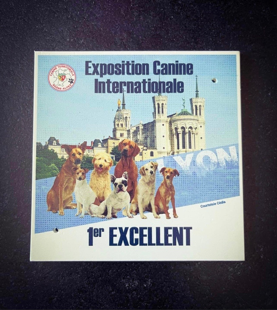 Shanel Des Feux D'Anaka - 1ère EXCELLENT intermédiaire femelles