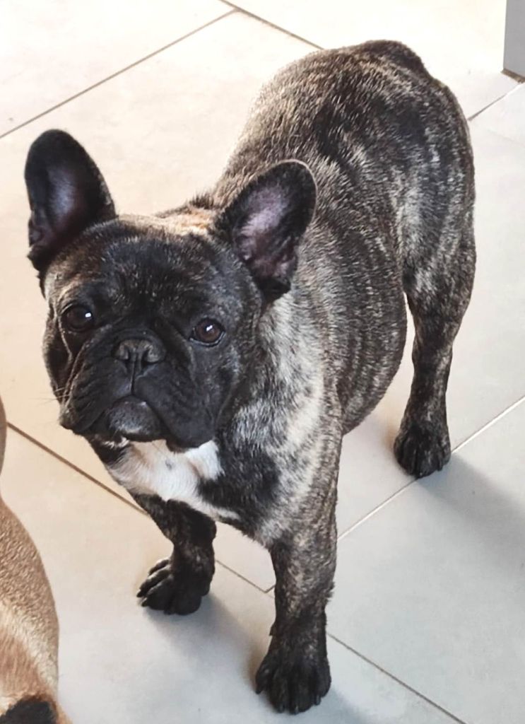 Schweppes (Sans Affixe)