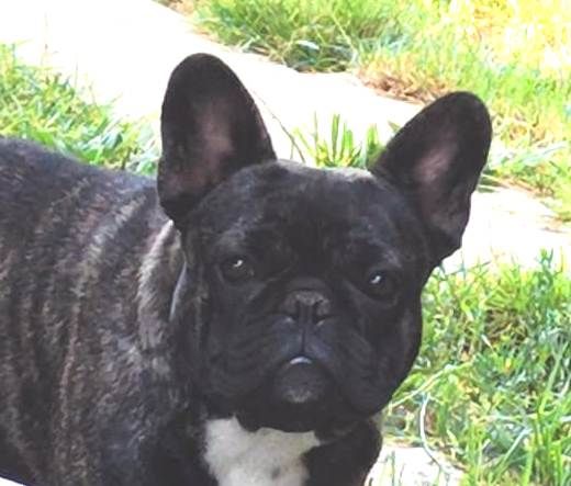 Schweppes (Sans Affixe)