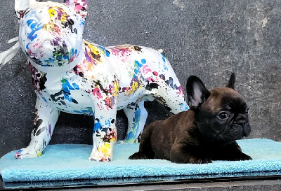 Les chiots de Bouledogue français
