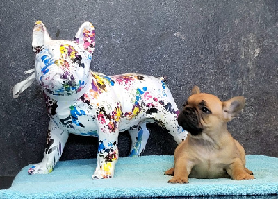 Les chiots de Bouledogue français