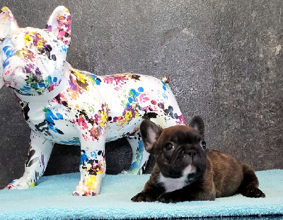 Les chiots de Bouledogue français