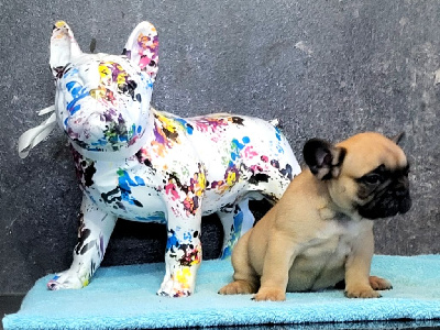Les chiots de Bouledogue français