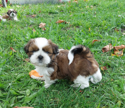 Les chiots de Shih Tzu