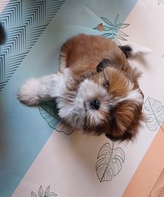 Les chiots de Shih Tzu