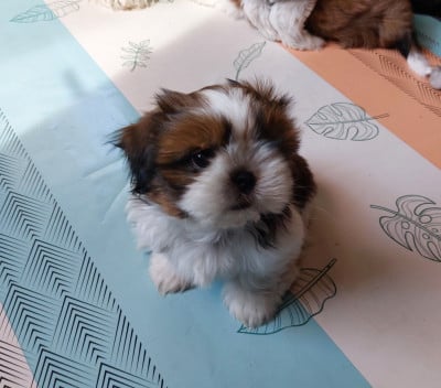 Les chiots de Shih Tzu