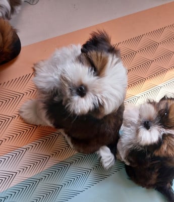 Les chiots de Shih Tzu