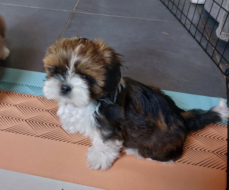 Shih Tzu - D'Agati-Tzu