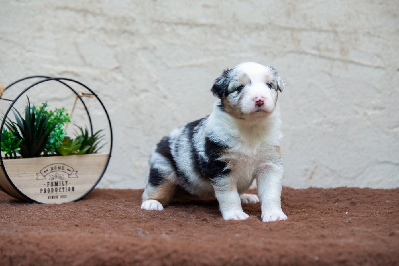 Berger Australien - Declic Aussies