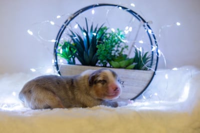 Les chiots de Berger Australien