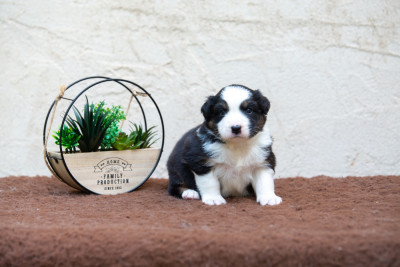 Les chiots de Berger Australien