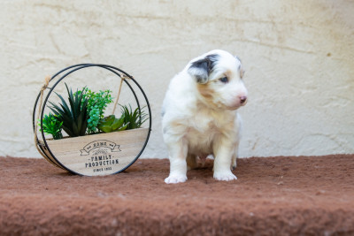 Les chiots de Berger Australien