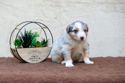 Les chiots de Berger Australien