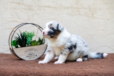 Les chiots de Berger Australien