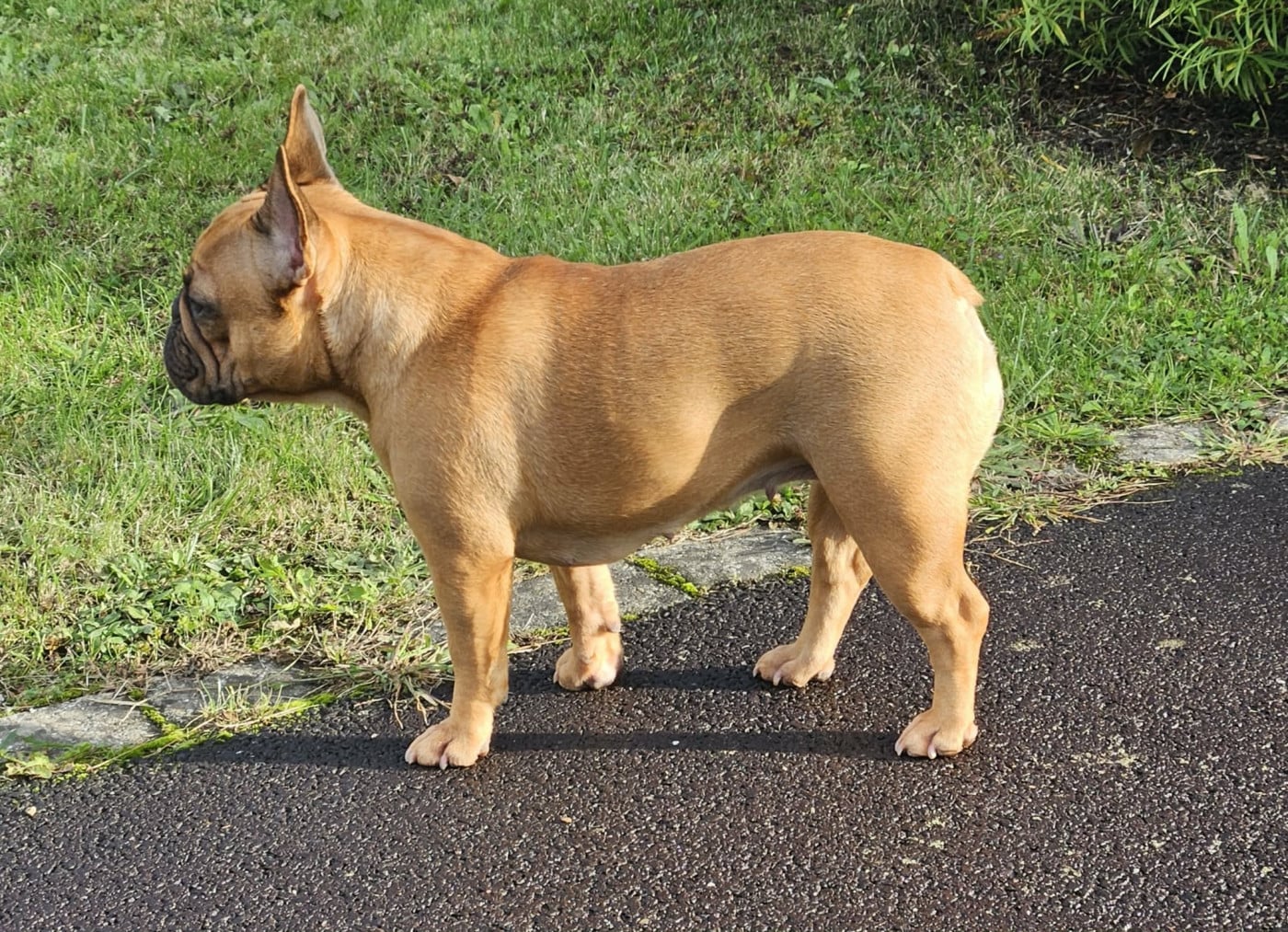 Publication : De L' Alzine De Saint-Martin