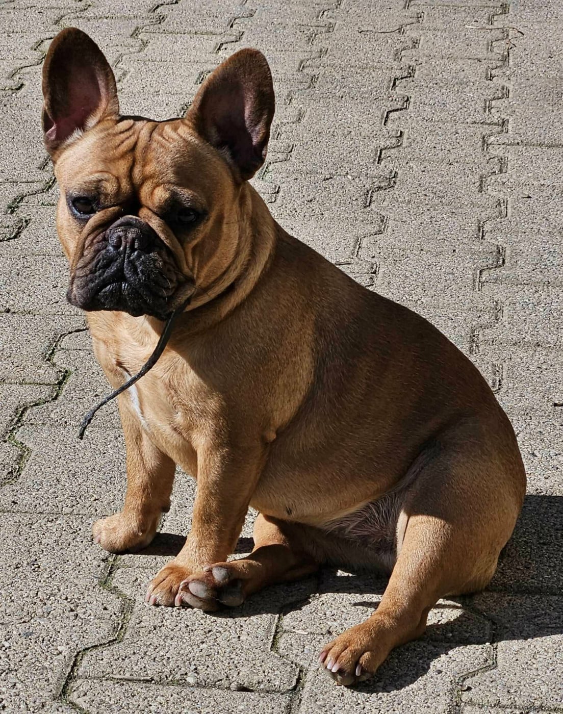 Publication : De L' Alzine De Saint-Martin