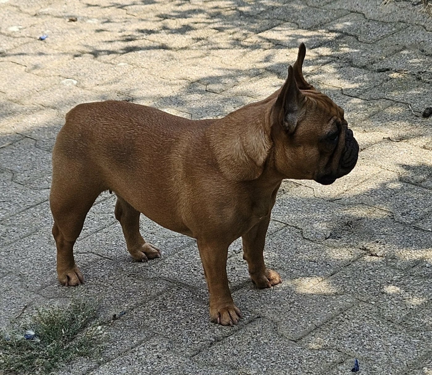 Publication : De L' Alzine De Saint-Martin