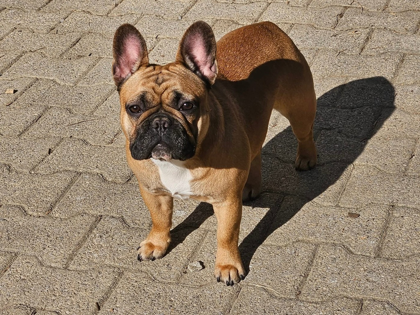 Publication : De L' Alzine De Saint-Martin Auteur : De L'Alzine de Saint-Martin