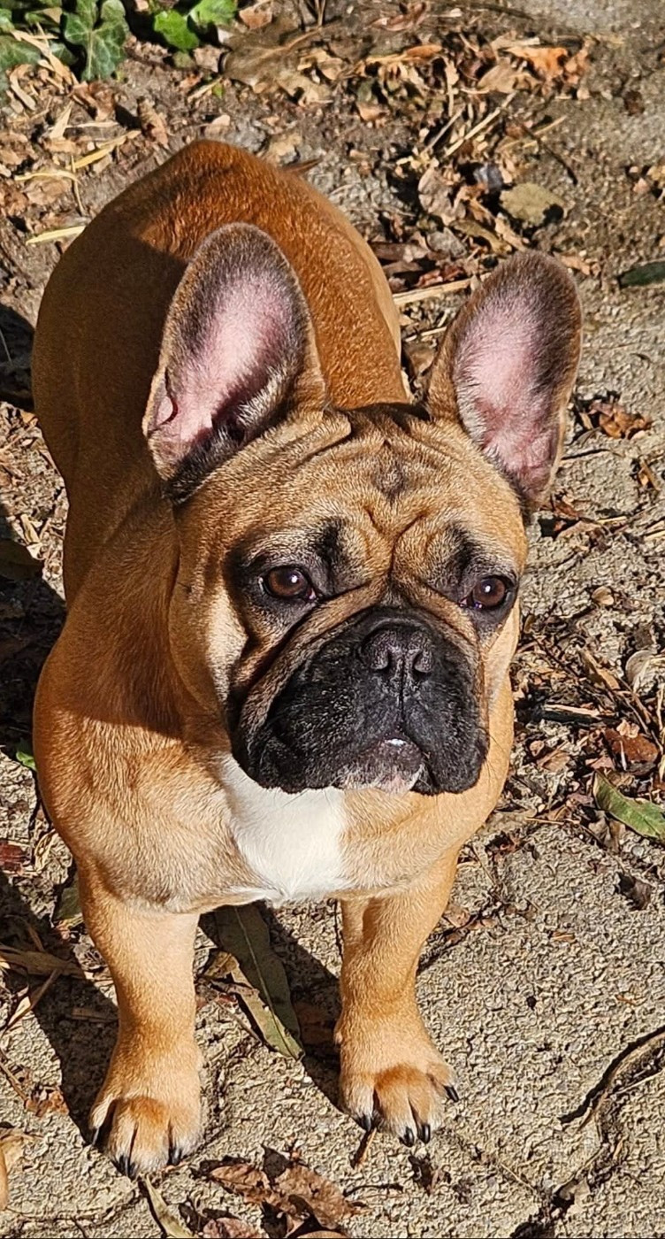 Publication : De L' Alzine De Saint-Martin Auteur : De L'Alzine de Saint-Martin