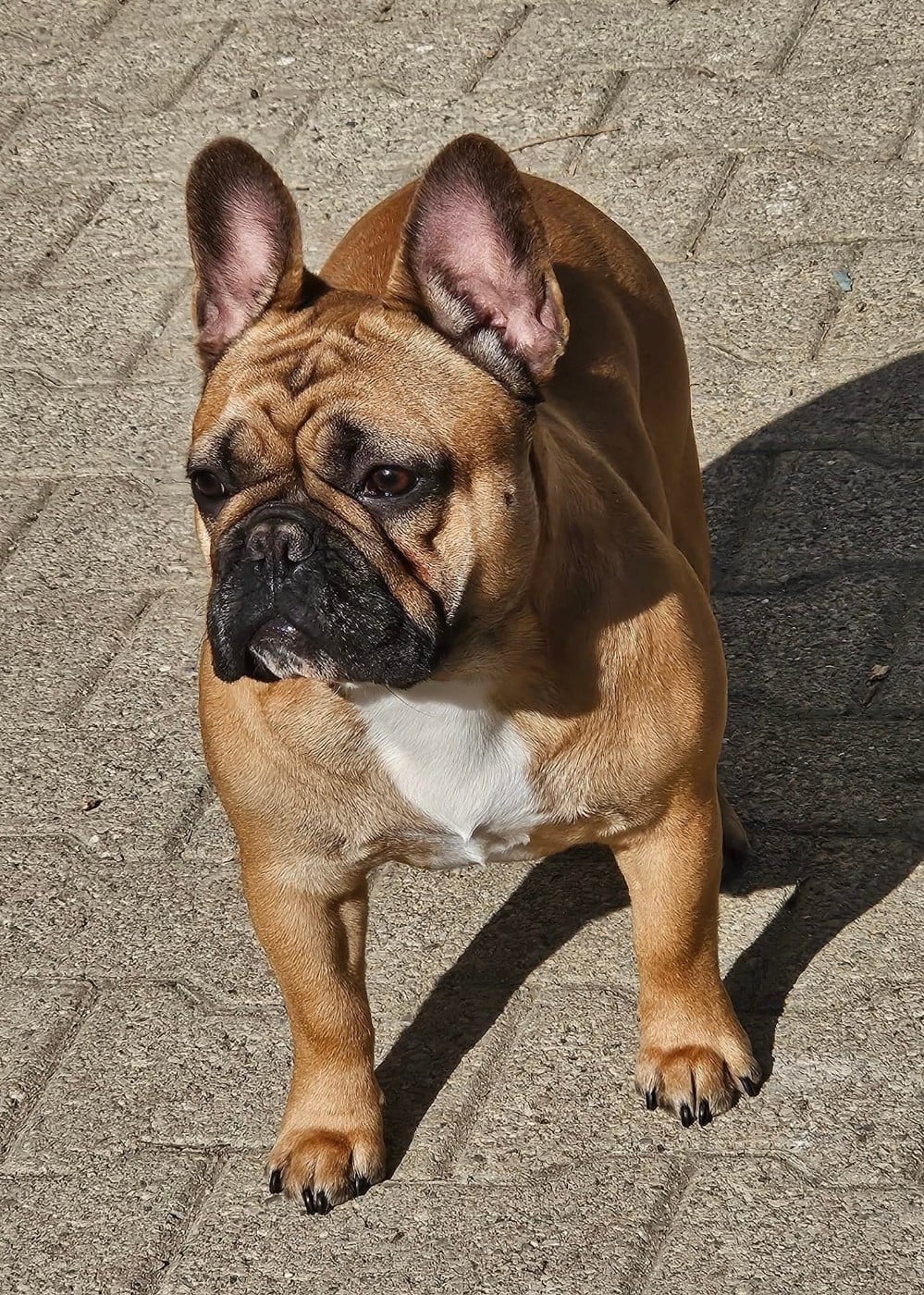 Publication : De L' Alzine De Saint-Martin Auteur : De L'Alzine de Saint-Martin