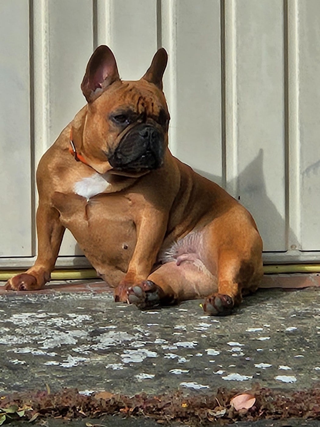 Publication : De L' Alzine De Saint-Martin Auteur : Nathalie QUINTANA