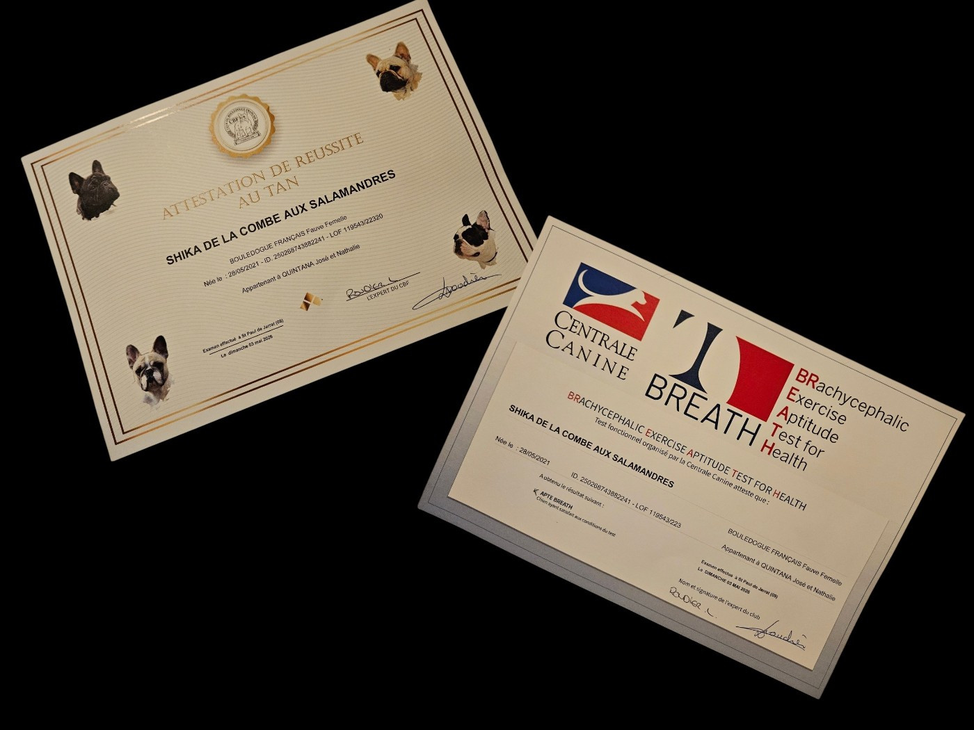 Publication : De L' Alzine De Saint-Martin Auteur : Nathalie QUINTANA