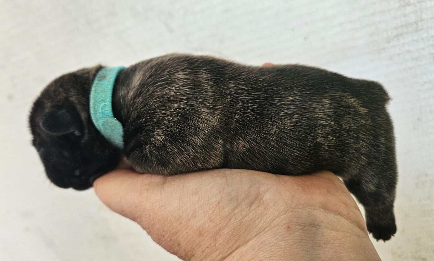 COLLIER BLEU - Bouledogue français