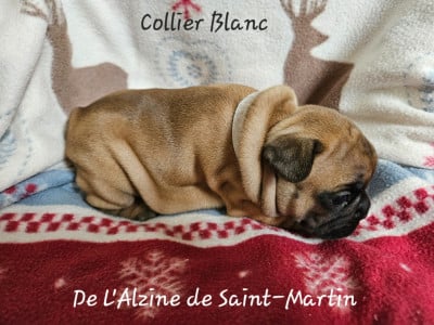 Les chiots de Bouledogue français